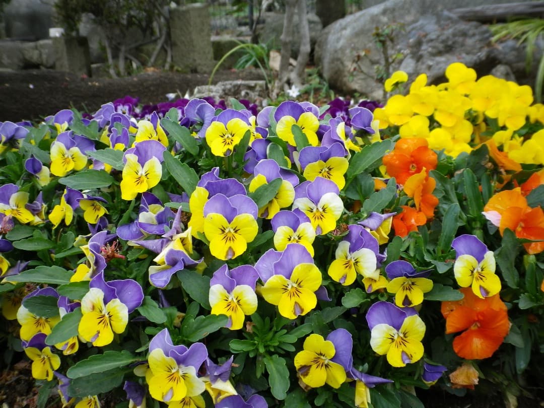 実写美⭕️訳あり【動作確認済】PENTAX OPTIO H90 コンデジ