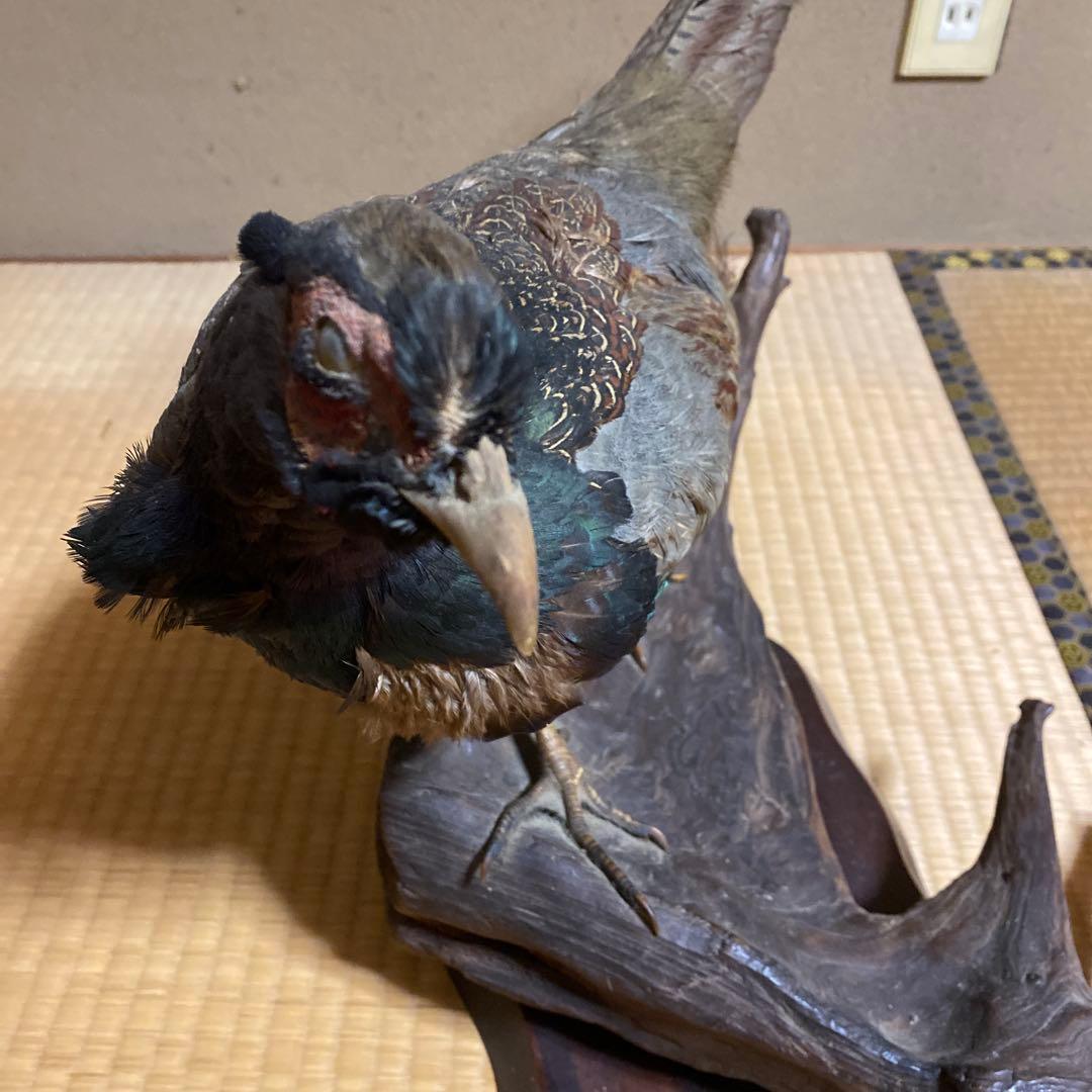 キジの剥製 台座付き