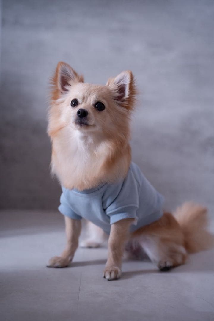 【犬服セット】愛犬＋飼い主 おそろいトレーナー ペアルック