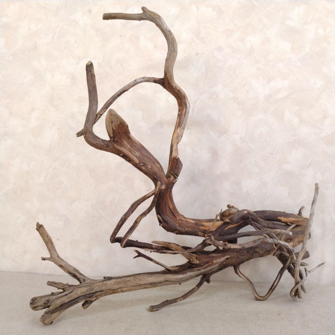 【希少】アクアリウム・ハンドメイド向け 風化塊根ブランチウッド流木（約45cm）