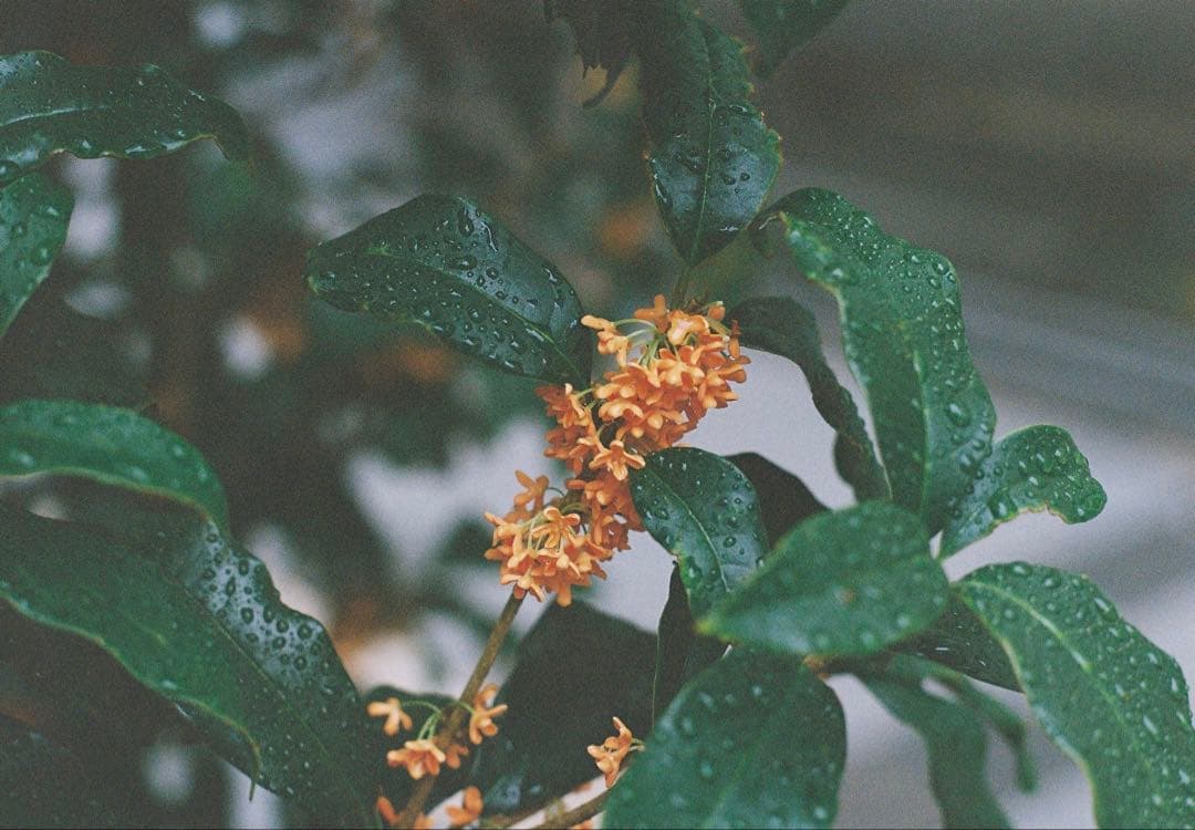 PENTAX SP + Super Takumar 55mm F1.8 前期