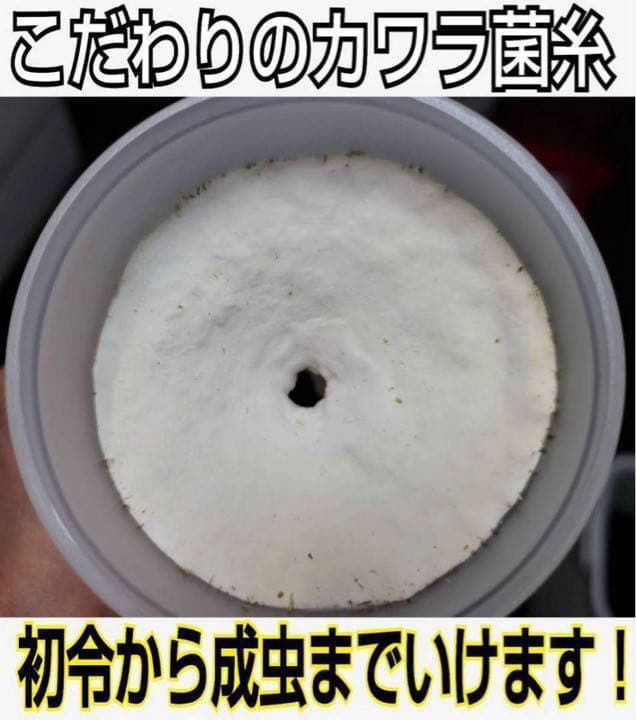 極上！カワラタケ菌糸瓶【5本】特殊アミノ酸強化配合！タランドゥス・オウゴンオニに