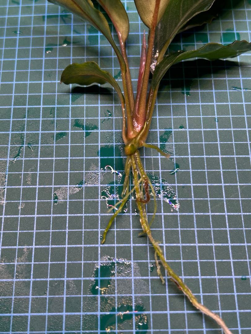 【TB便】Bucephalandra sp.Pearl gray水上育成2株