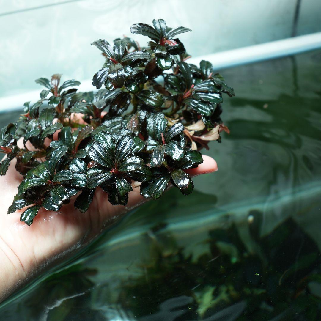 ア*カ様 Bucephalandra sp. Penelope