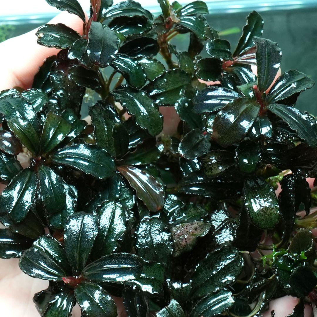 ア*カ様 Bucephalandra sp. Penelope