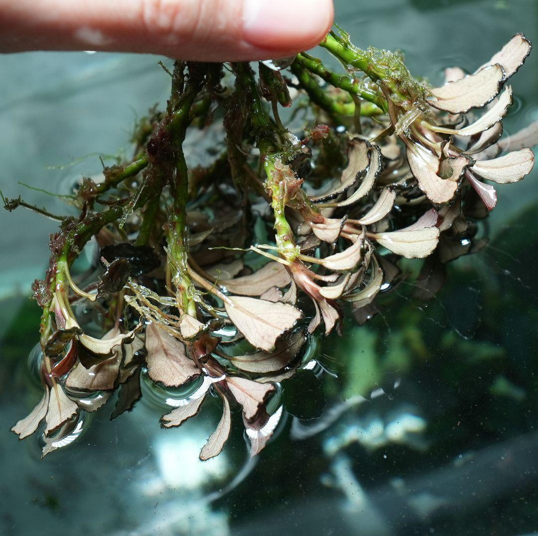 ア*カ様 Bucephalandra sp. Penelope