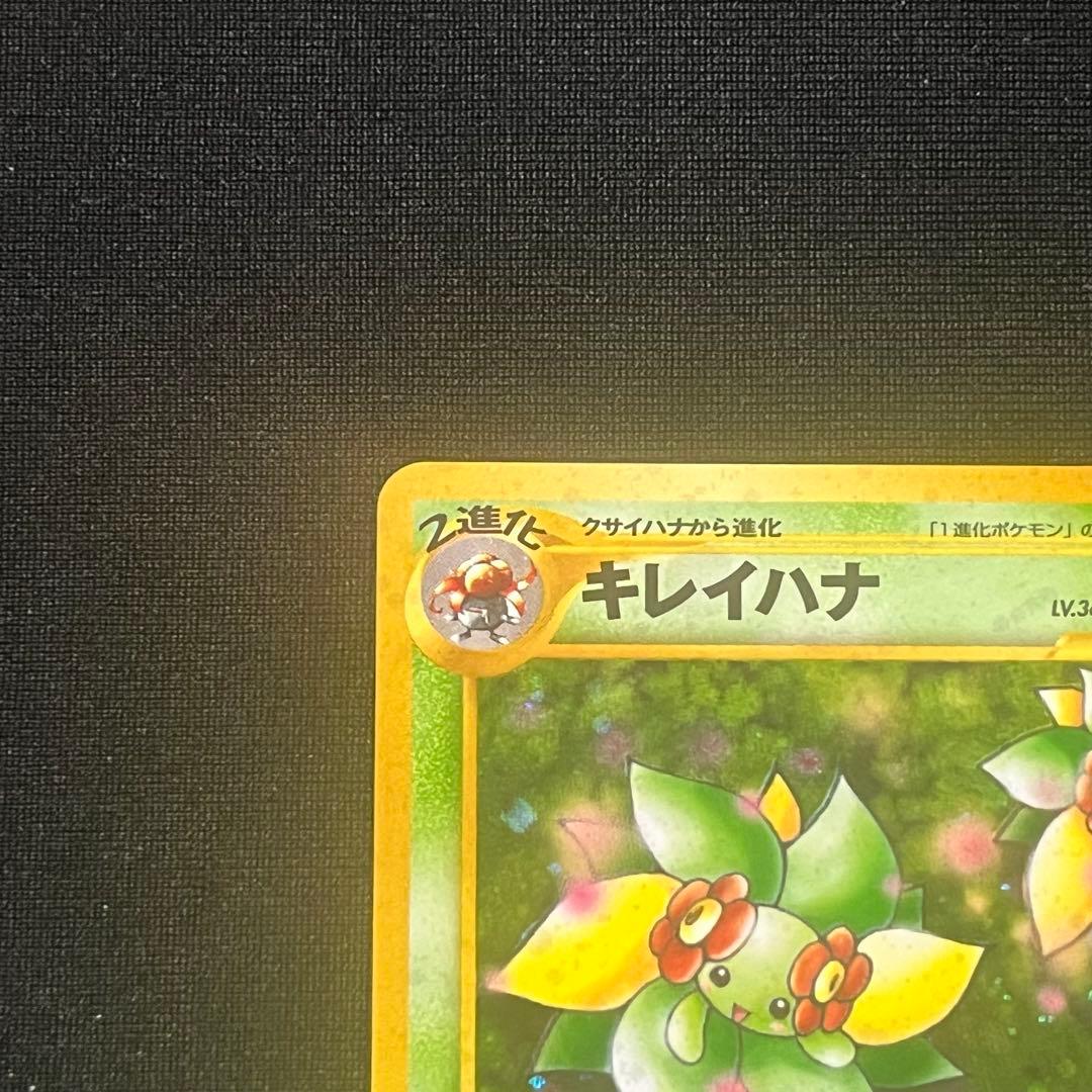 キレイハナ　旧裏