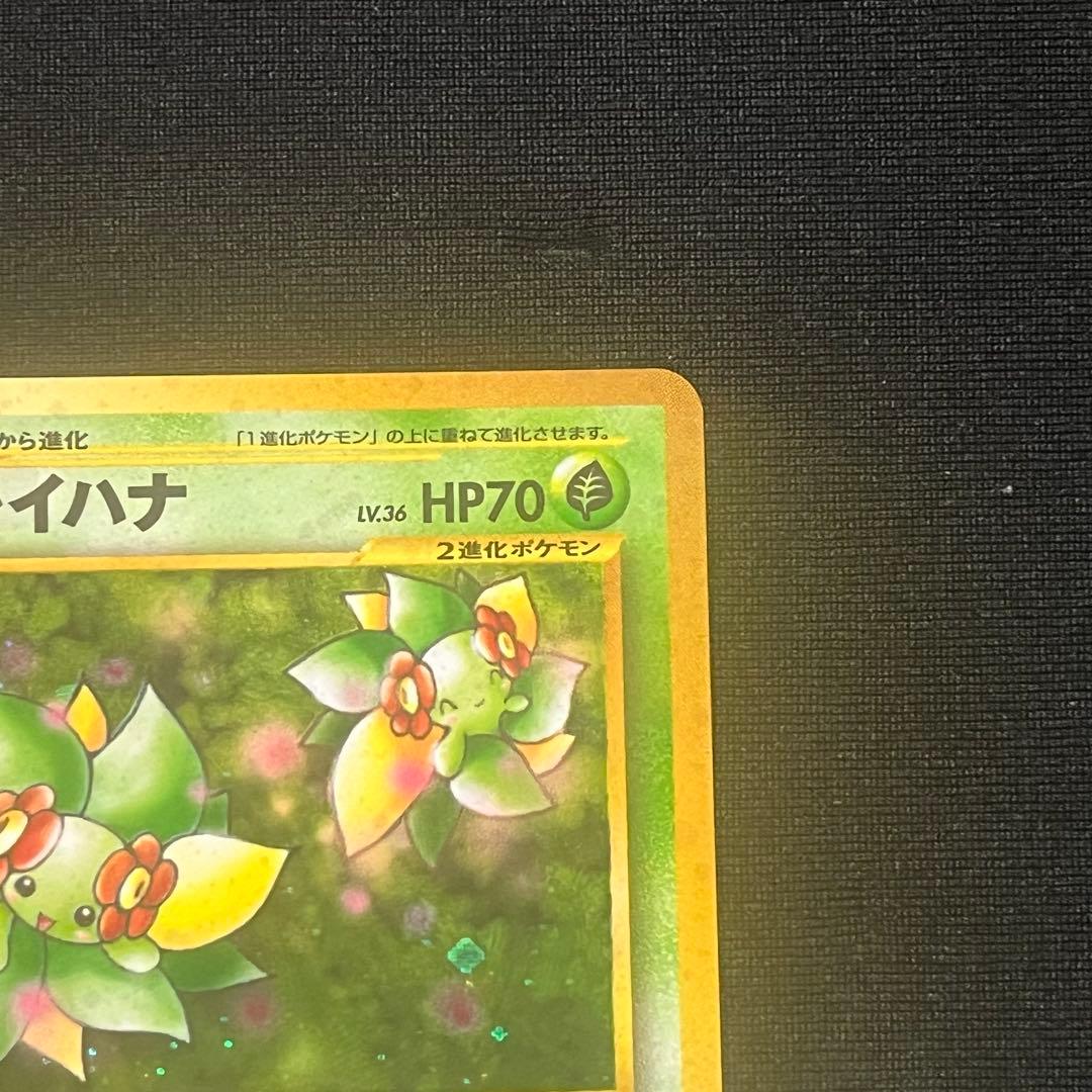 キレイハナ　旧裏