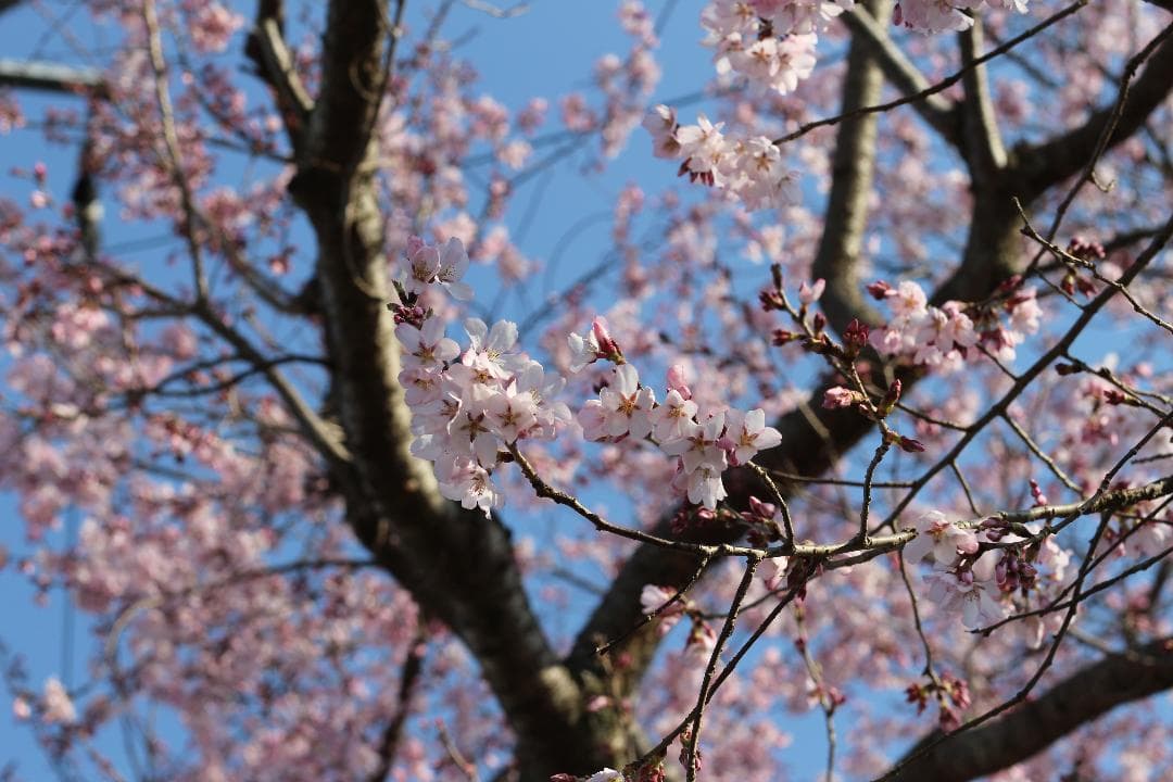 ✨Canon EOS Kiss X7i✨ 一眼レフカメラ トリプルレンズセット