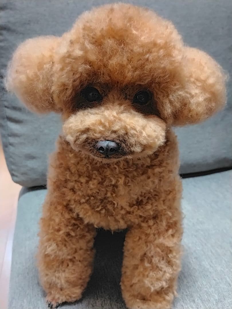 羊毛フェルトオーダー確認用。トイプードルレッドちゃん♡実物大。