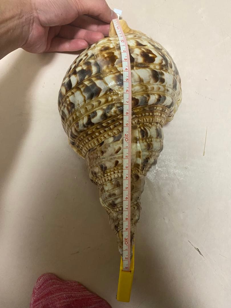 法螺貝　ホラ貝　33cm 新鮮法螺貝