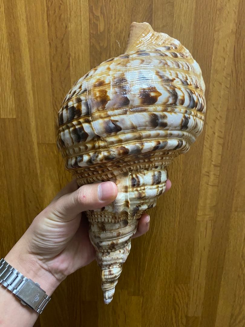 法螺貝　ホラ貝　33cm 新鮮法螺貝
