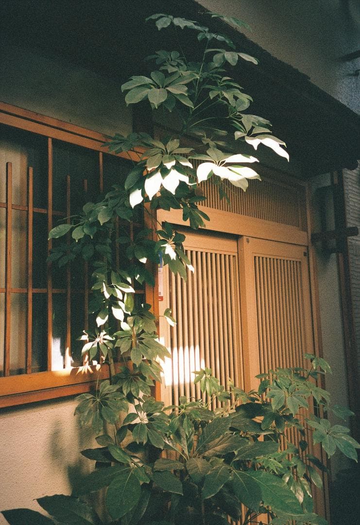完動品 MINOLTA TC-1