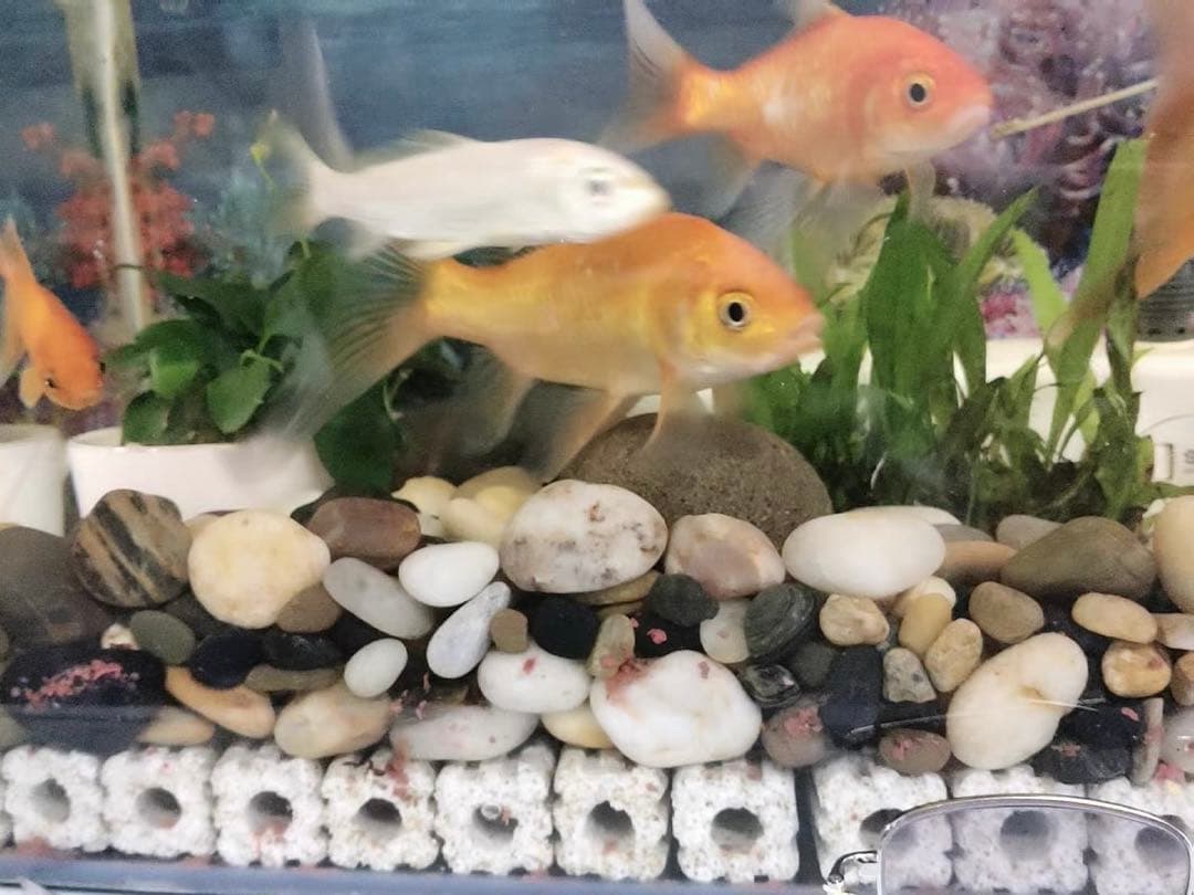100本多孔質セラミック製水槽池用濾過材海水魚　水草　メダカ　金魚錦鯉水質浄化