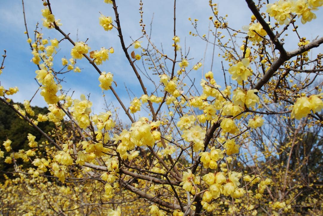 デジタル一眼レフカメラ Nikon D60 18-70mmレンズ付き