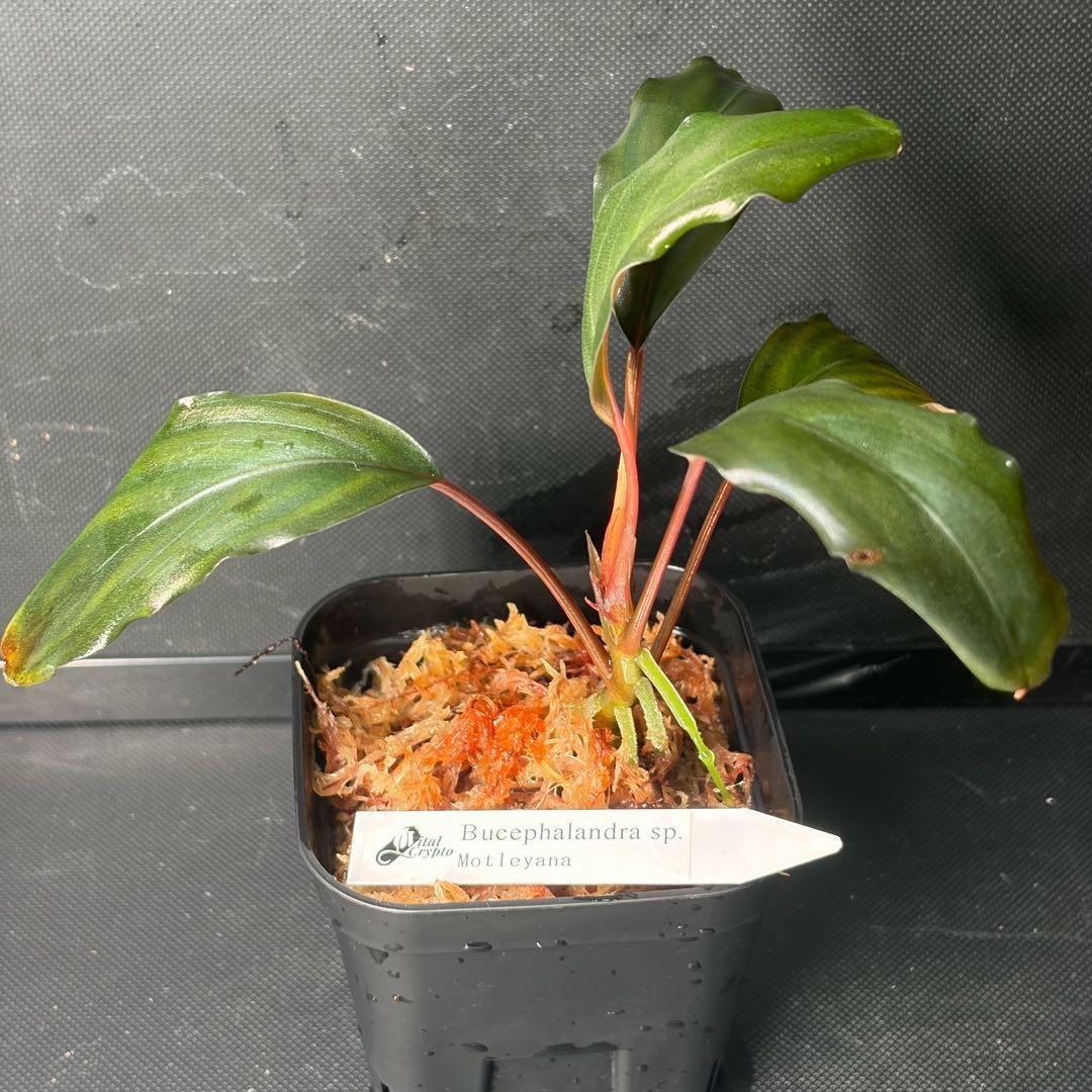 水草 Bucephalandra sp. Motleyana