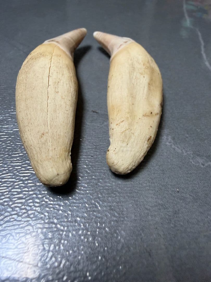 熊牙　熊の牙