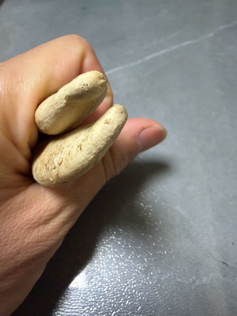 熊牙　熊の牙