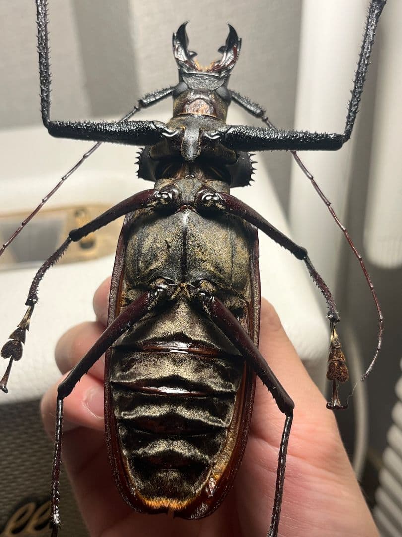【125mm♂】スジバネトゲフチオオウスバカミキリ Xixuthrus 標本