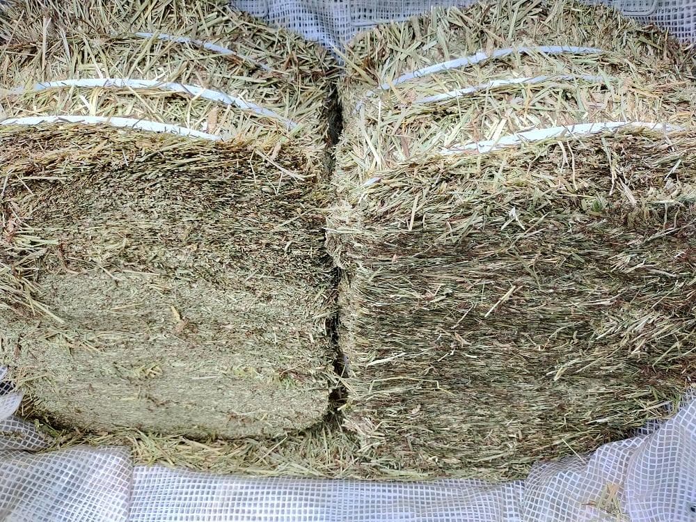 【6/15まで】 カナダ産 チモシー 30kg スーパープレミアム １番刈