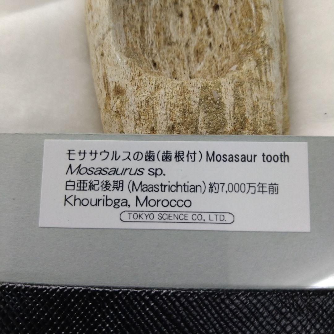美品 歯根付き モササウルス 化石 歯