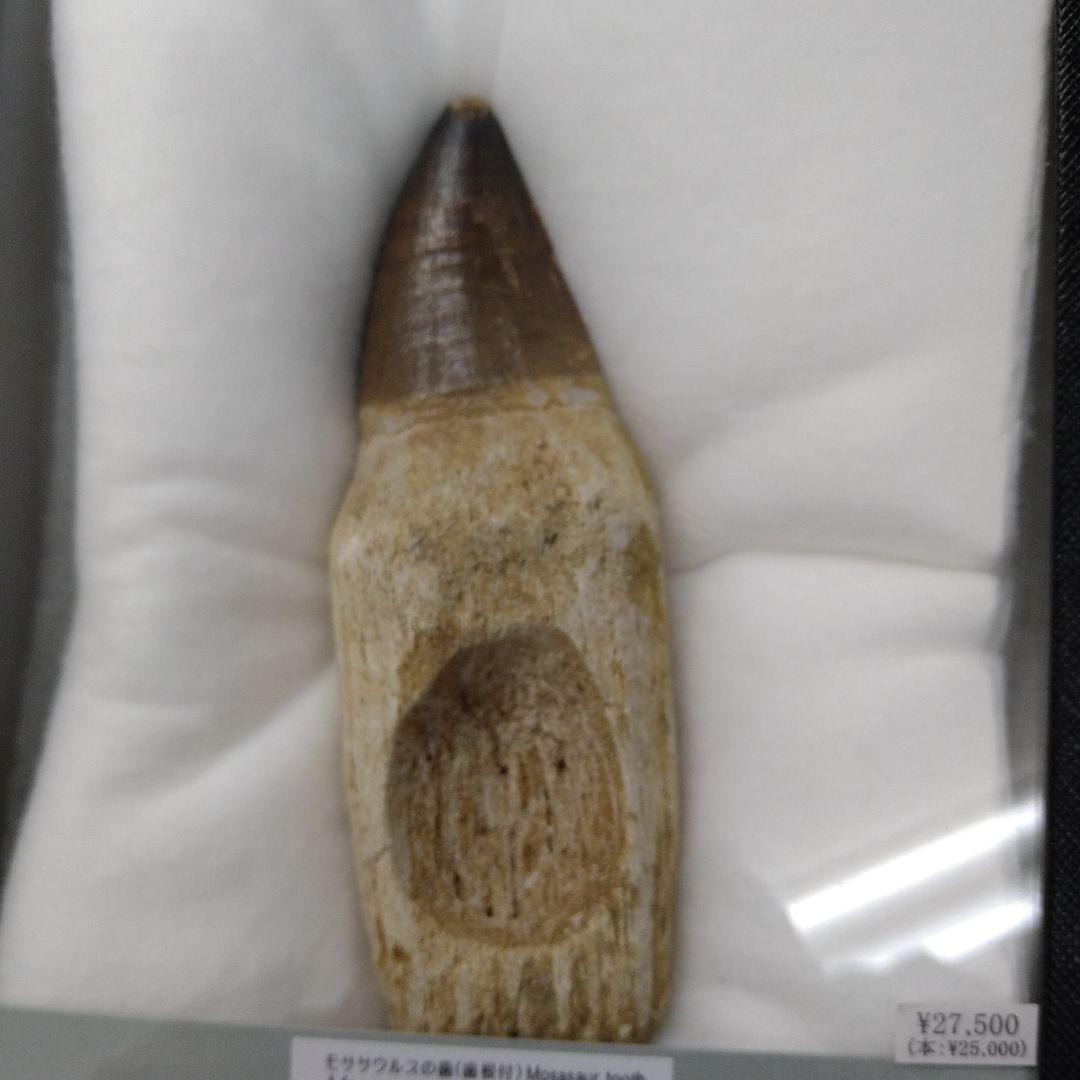 美品 歯根付き モササウルス 化石 歯