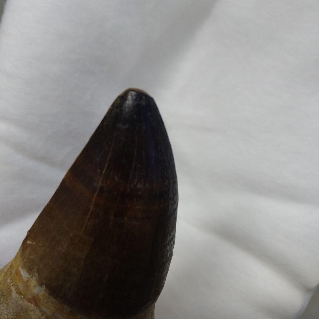 美品 歯根付き モササウルス 化石 歯