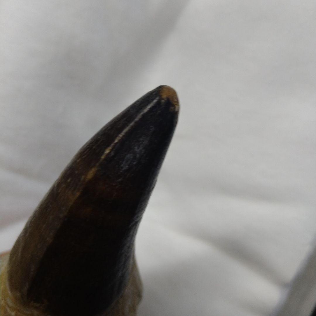 美品 歯根付き モササウルス 化石 歯
