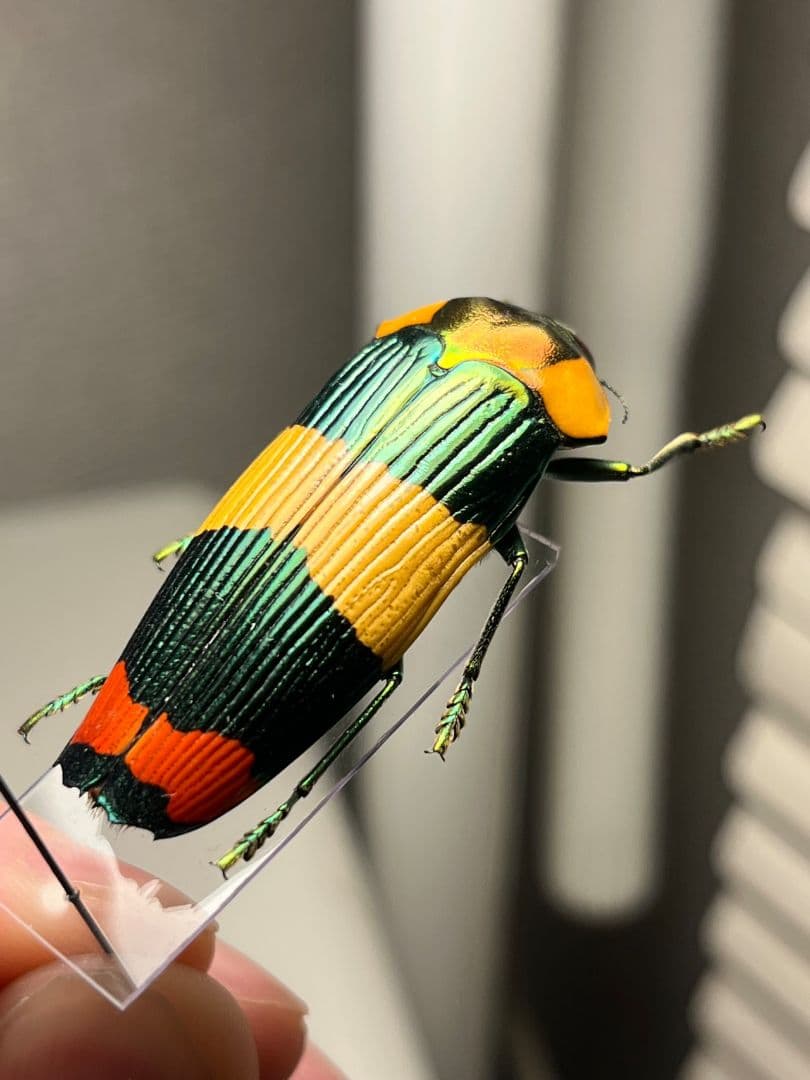 【ペア】玉虫最高峰のノーマルカラー緑色のスハンダエオウサマムカシタマムシ標本