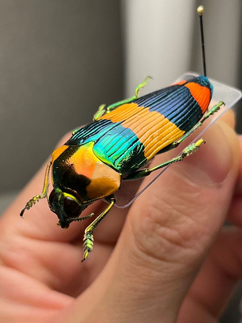 【ペア】玉虫最高峰のノーマルカラー緑色のスハンダエオウサマムカシタマムシ標本