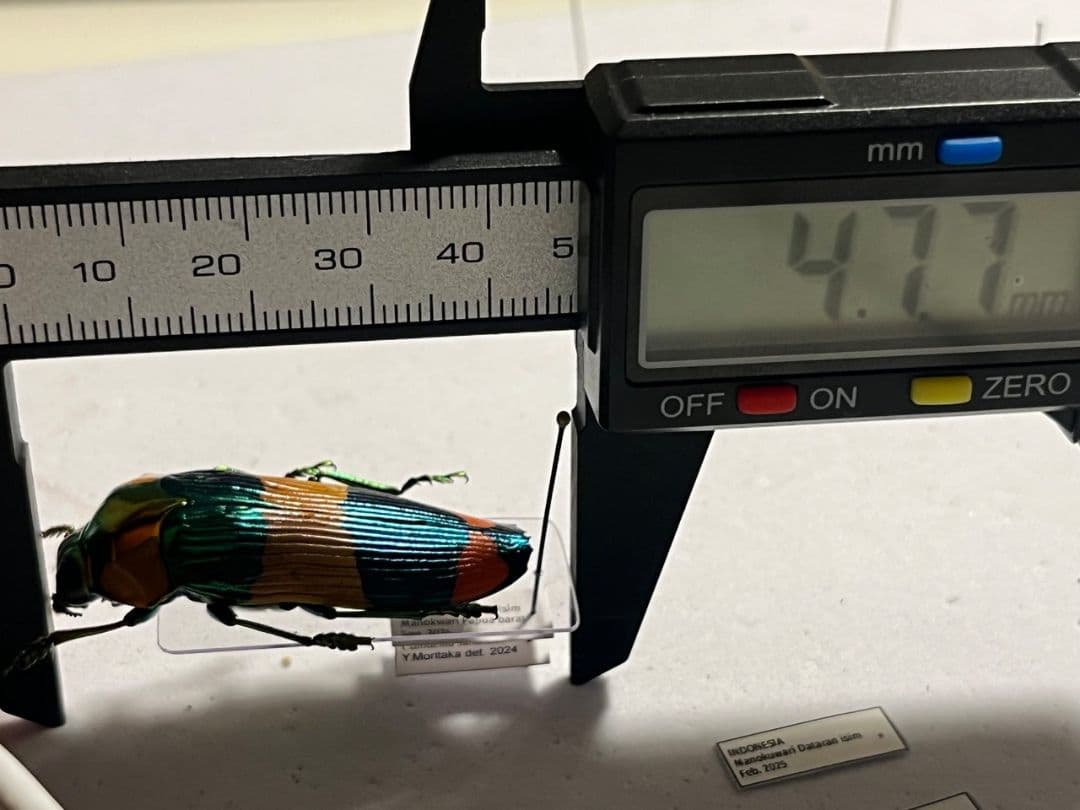 【ペア】玉虫最高峰のノーマルカラー緑色のスハンダエオウサマムカシタマムシ標本