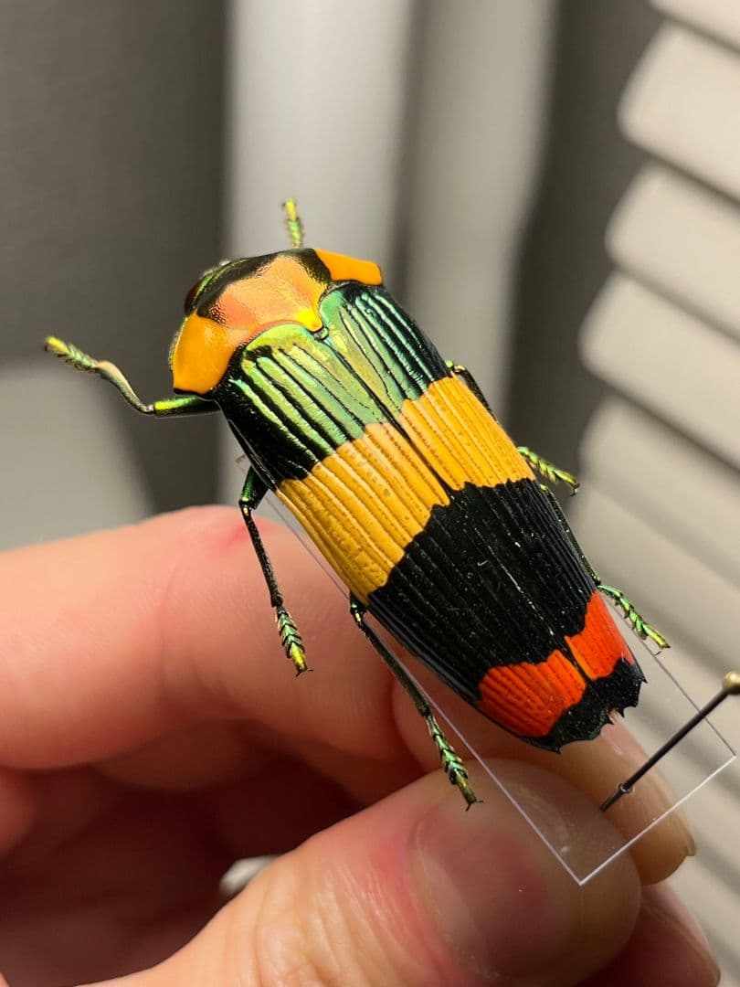 【ペア】玉虫最高峰のノーマルカラー緑色のスハンダエオウサマムカシタマムシ標本