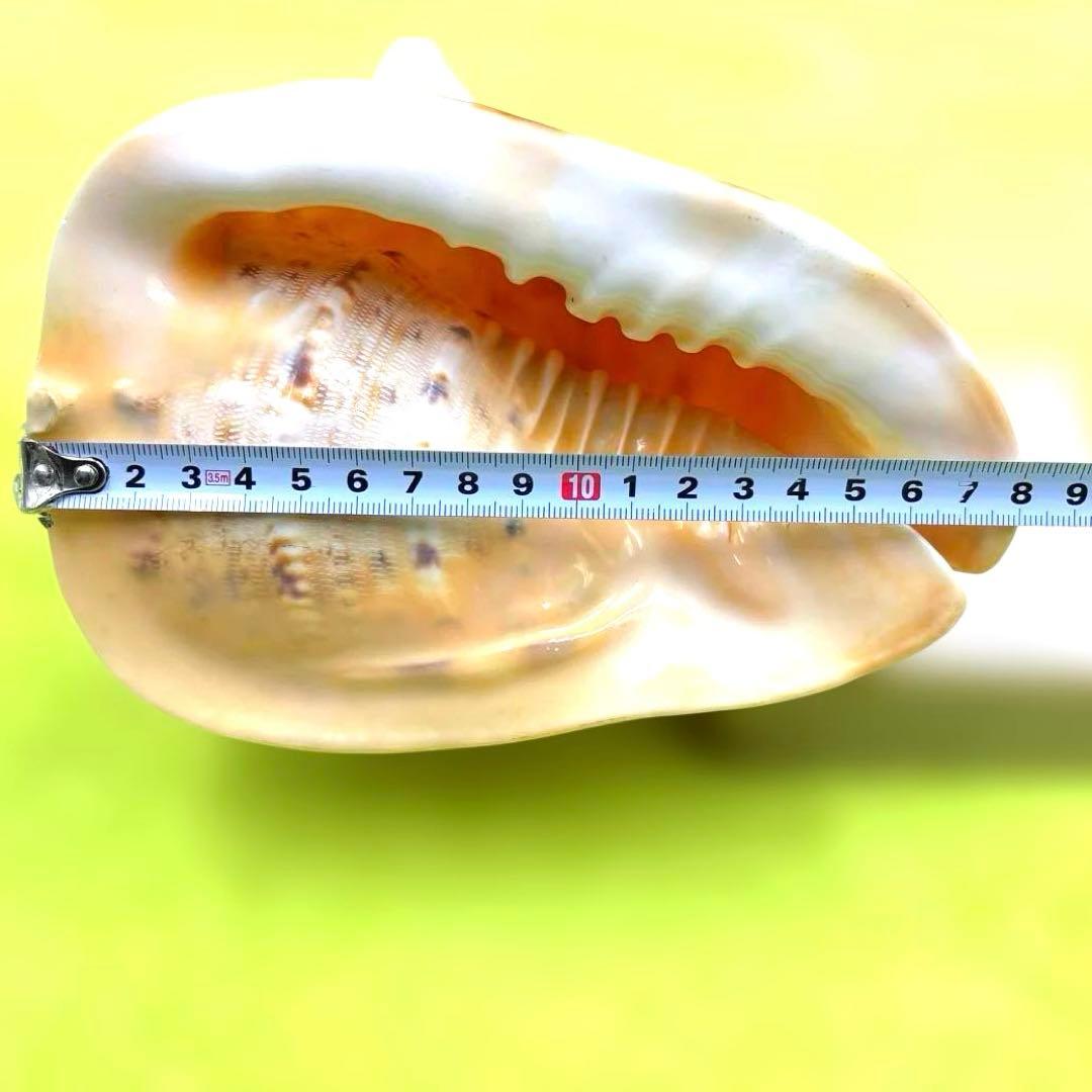 美しい白とオレンジの貝殻