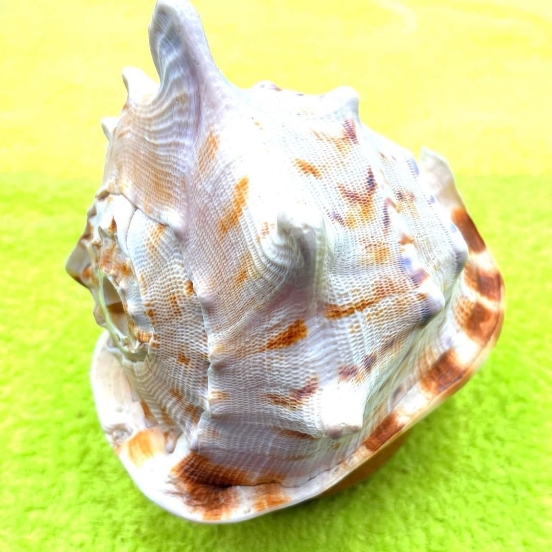 美しい白とオレンジの貝殻