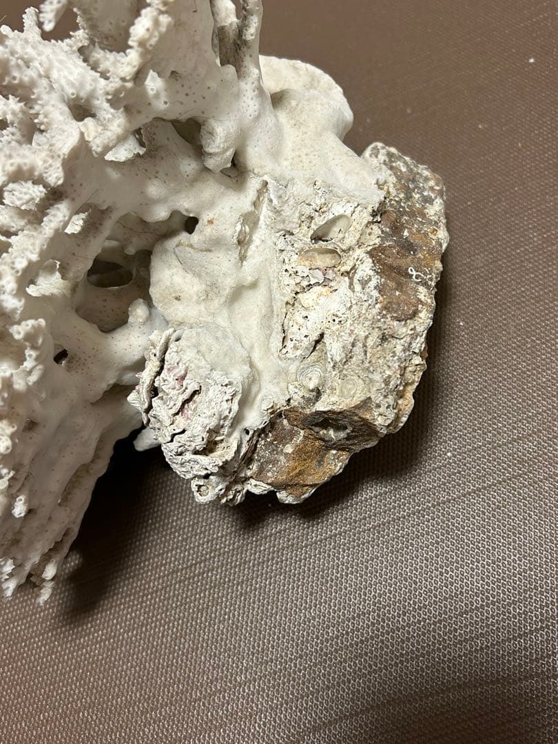 珊瑚礁化石　天然　白珊瑚