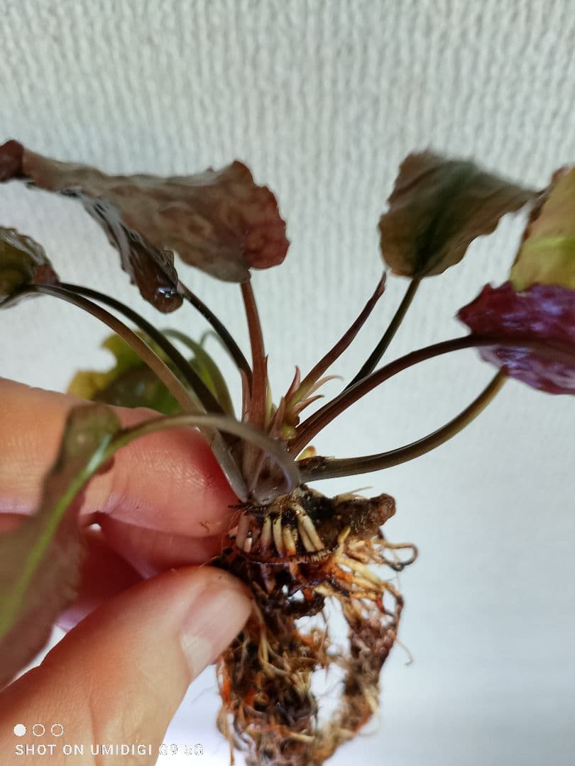 Cry. striolata 神畑便 実生株 クリプトコリネ ストリオラータ