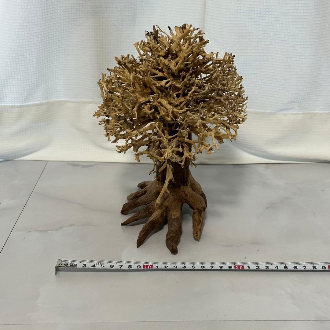 水景BONSAI　榕樹　 (がじゅまる）L 流木 縦25cm 横29cm