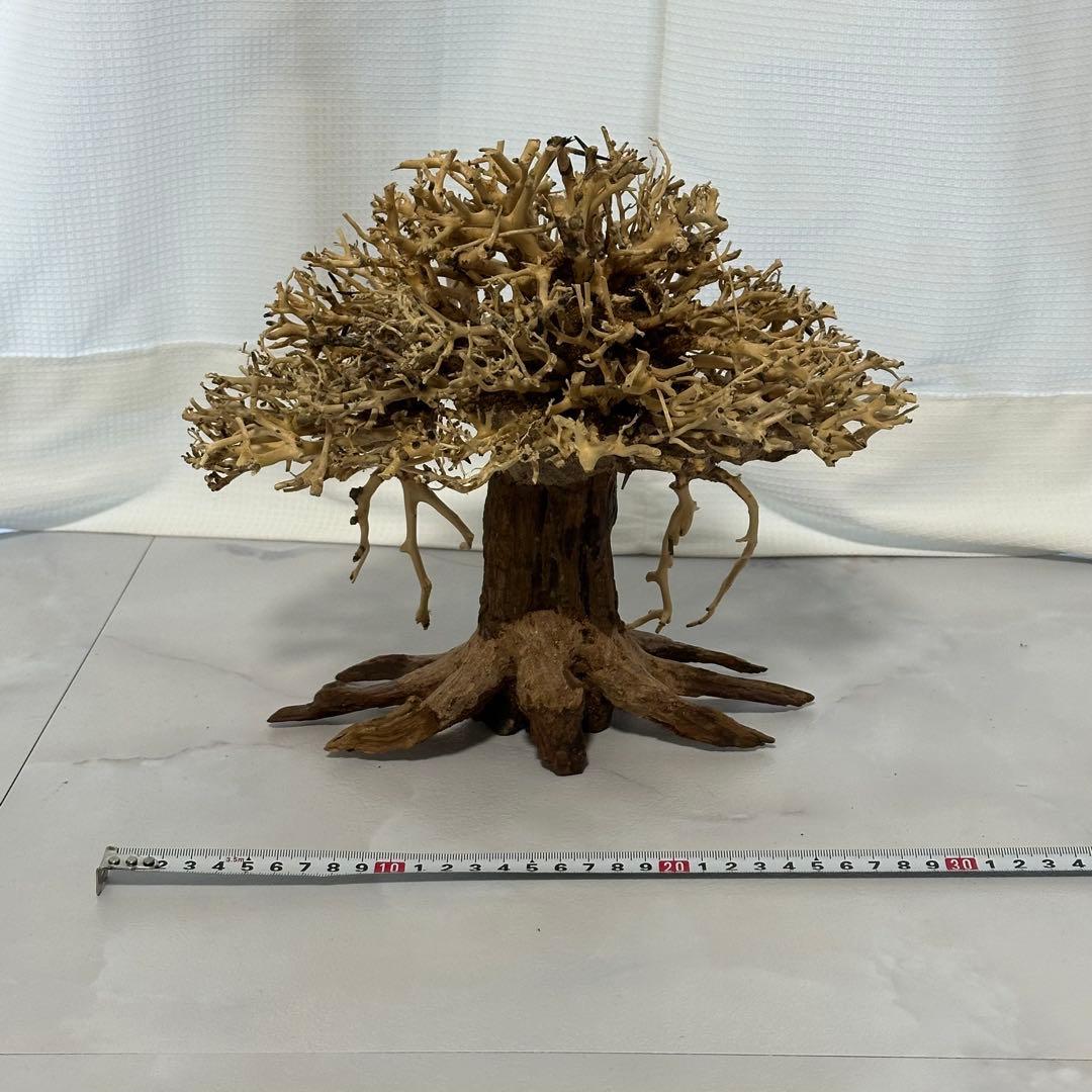 水景BONSAI　榕樹　 (がじゅまる）L 流木 縦25cm 横29cm