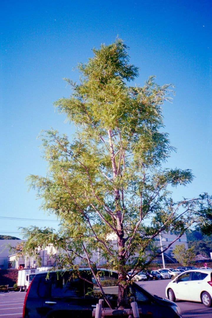 フィルムカメラ FUJI CARDIA mini EVERY DAY OP