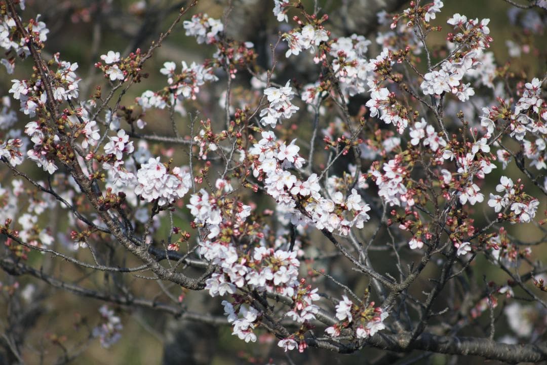 レンズ(単焦点) Pentax Tele-Takumar 400mm F5.6 #8045