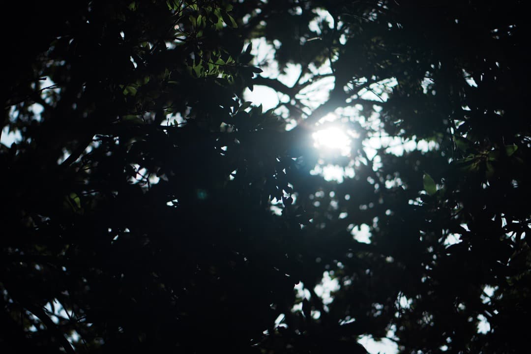 【プロっぽい】SONY 単焦点 E 50mm F1.8 OSS シルバー 444