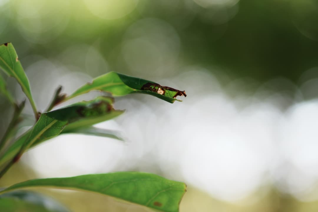【プロっぽい】SONY 単焦点 E 50mm F1.8 OSS シルバー 444