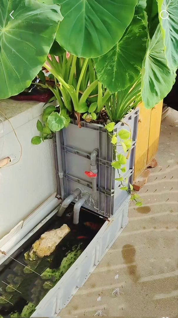 【期間限定おまけ付き】水槽用万能フィルター 万能濾過槽　外部式飼育濾過装置
