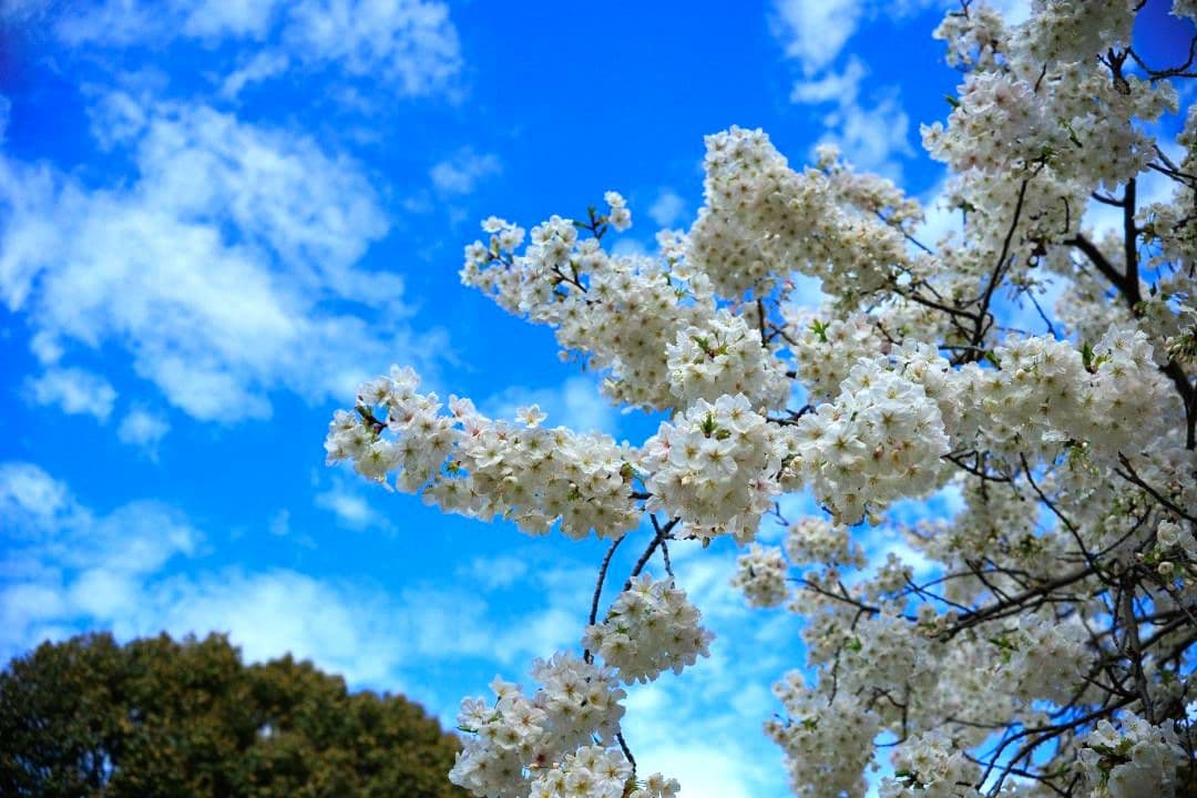 レンズ(ズーム) OLYMPUS S ZUIKO MCAUTO-ZOOM 35-70mm F4