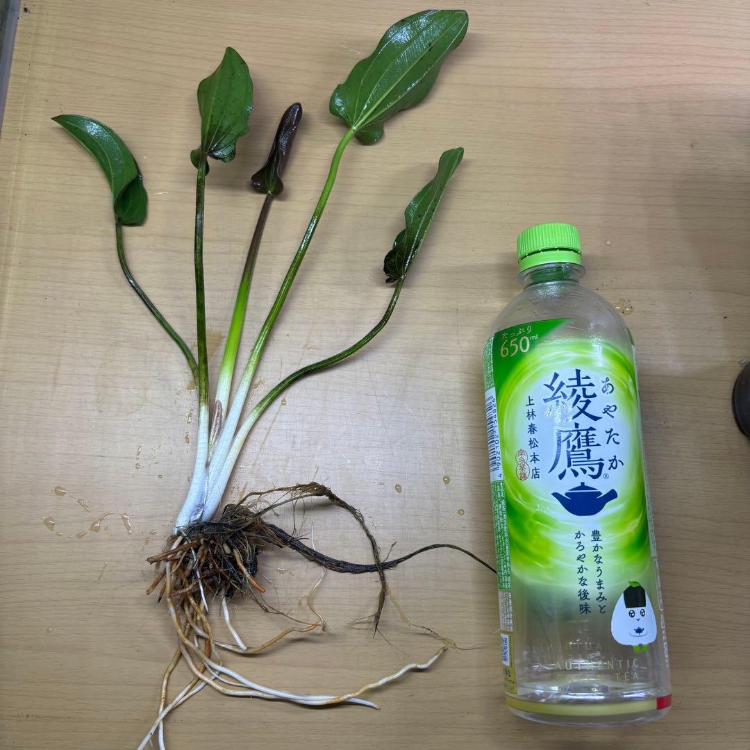 AZ便　エキノドルス　RR from Humaita PARAGUAY