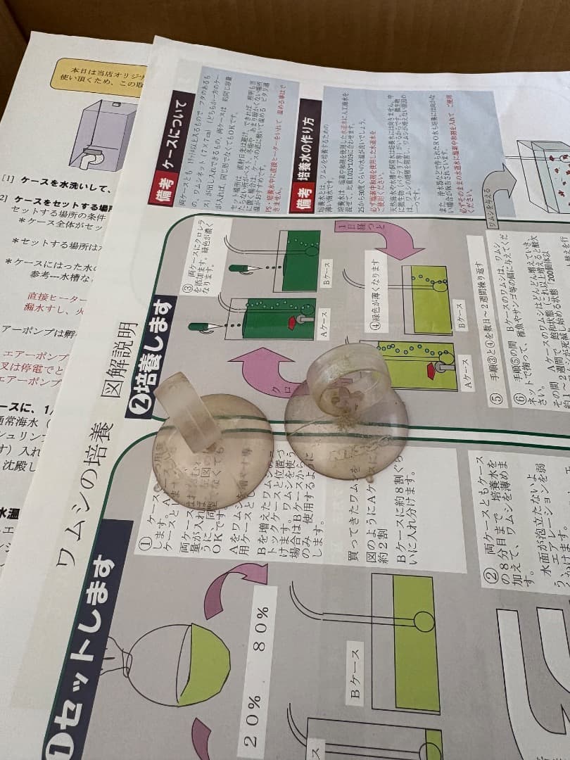 ＜クマノミ繁殖セット＞　日海センター　産卵　繁殖