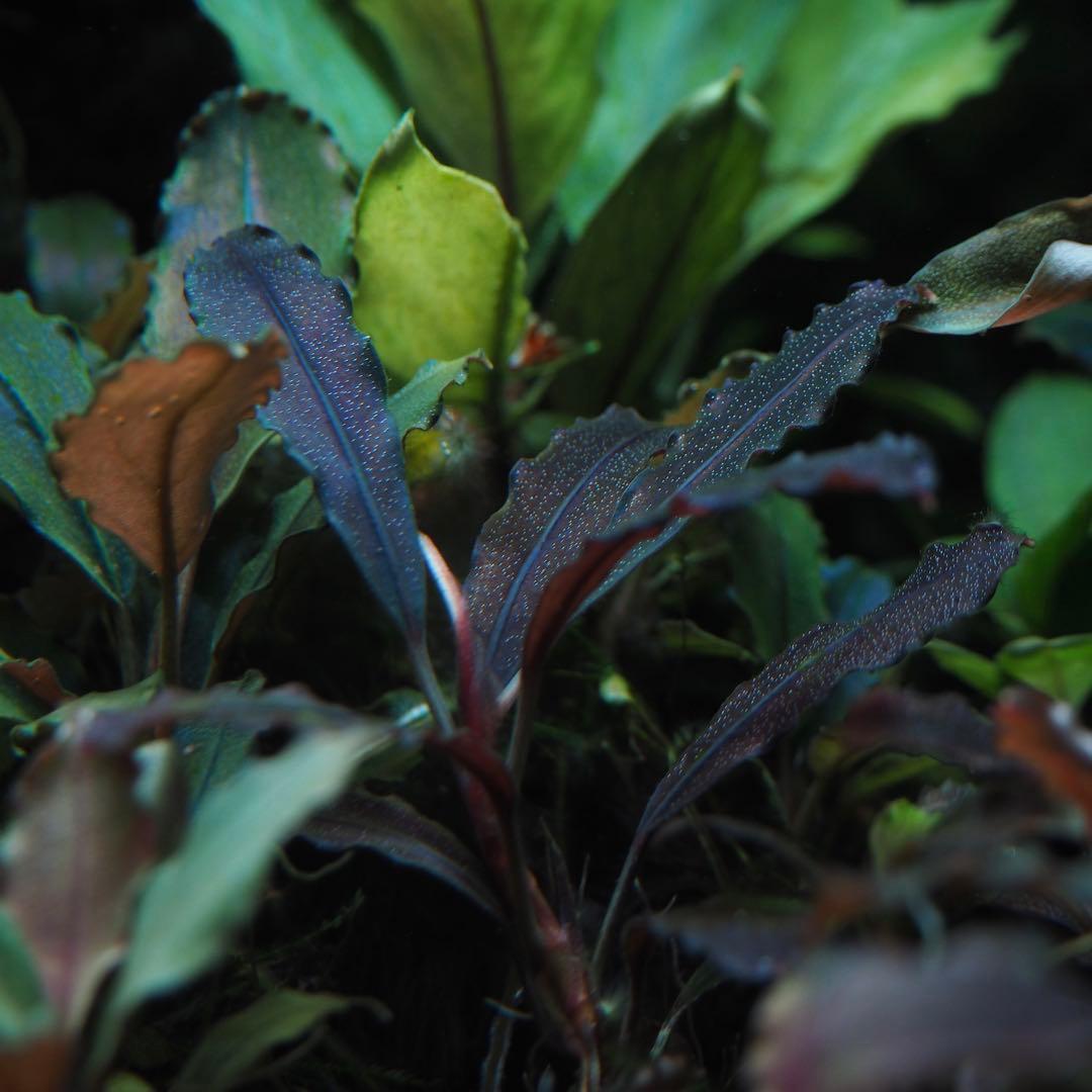 水草 Bucephalandra sp. Ghost Kalimantan