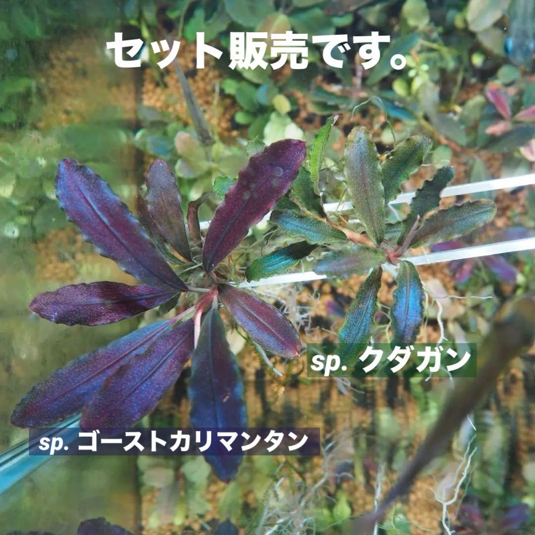 水草 Bucephalandra sp. Ghost Kalimantan