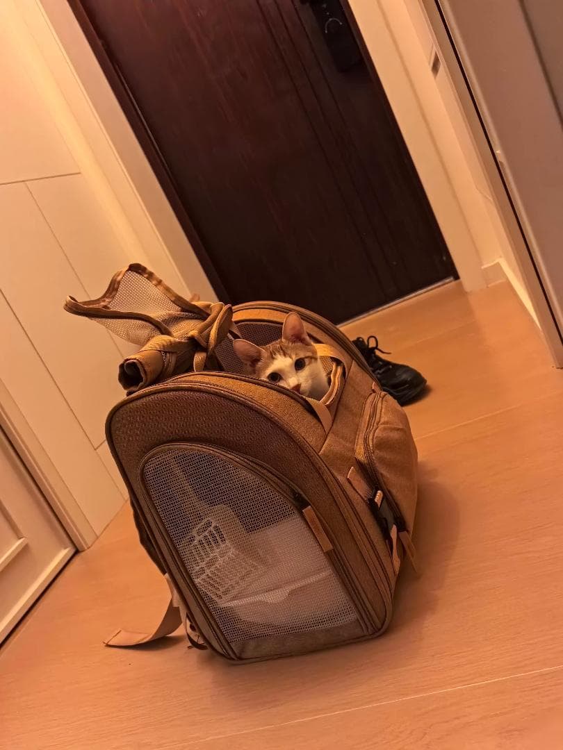 【多機能】ペットキャリーバッグ 通気性抜群 犬猫兼用 お出かけ 防災