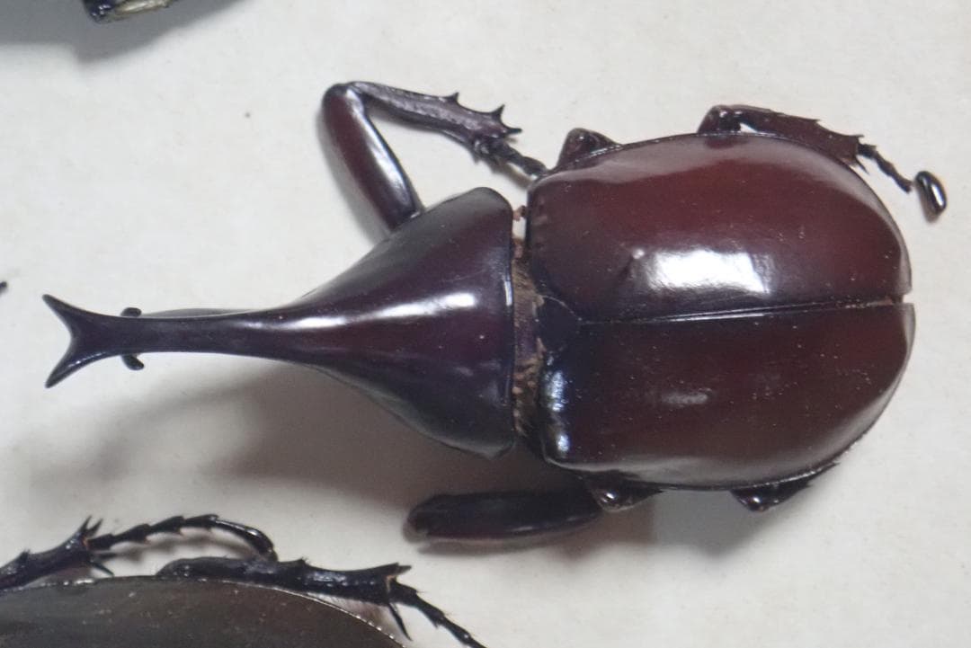 [499]アトラスオオカブト等 甲虫類標本 箱入り